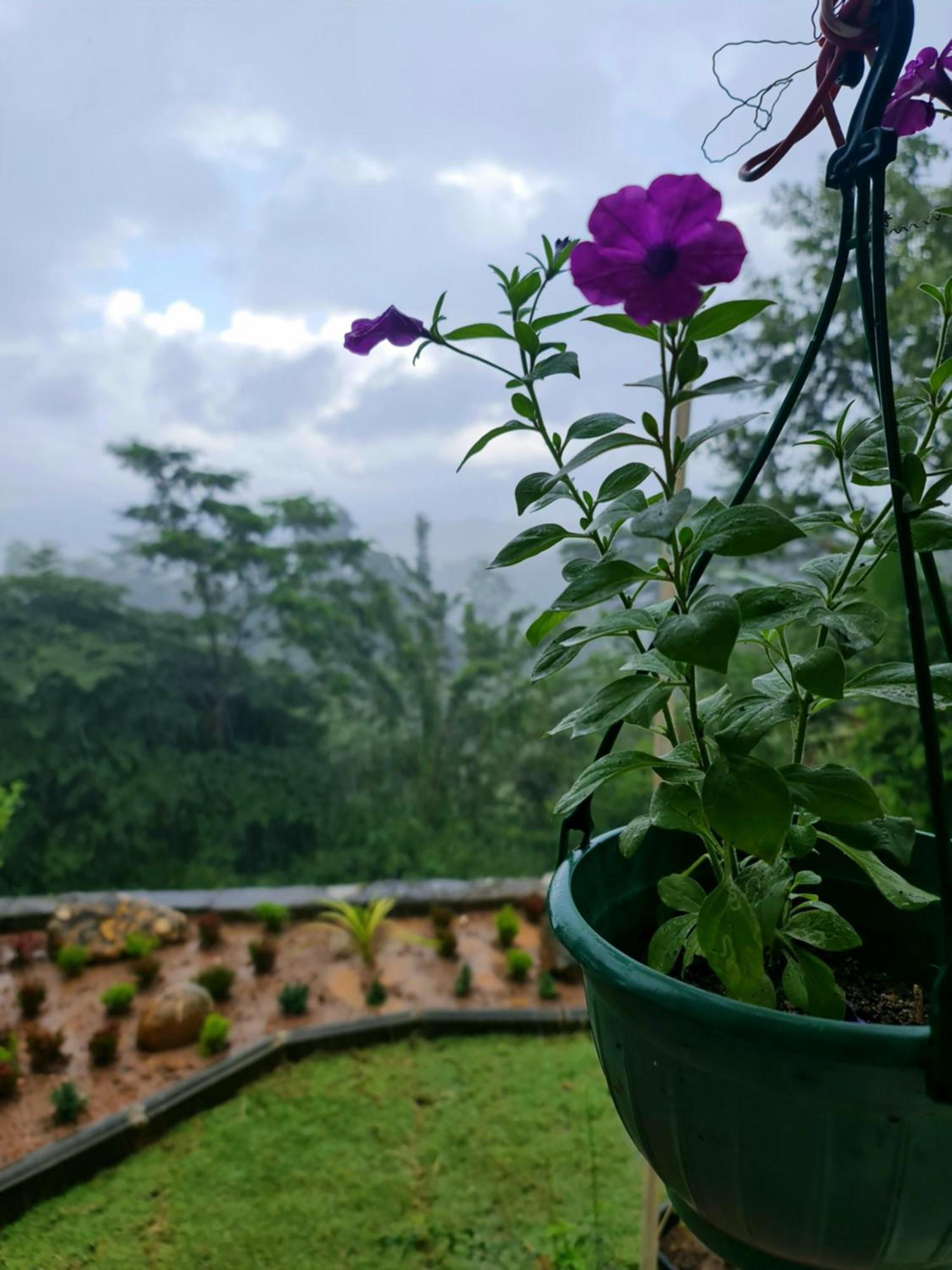 Hello Kandy Homestay מראה חיצוני תמונה